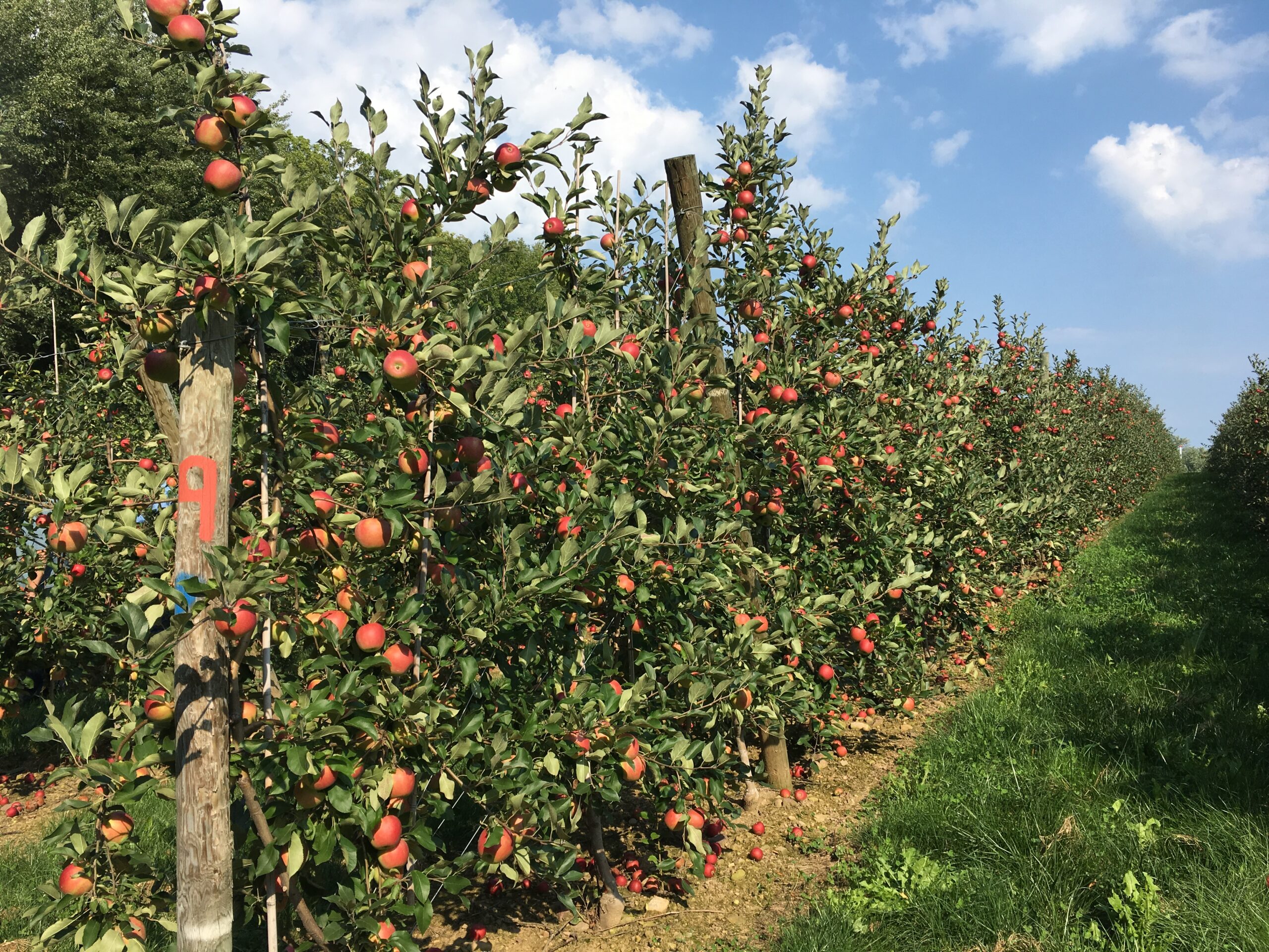 NYS Grown and Certified